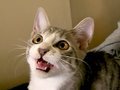 Talking-Cat