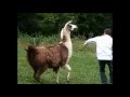 Supercut: Animals Being Dicks