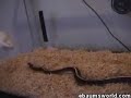 Matrix mouse