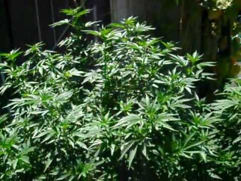 how to grow og purple kush