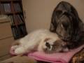 舐め出したら止まらない～猫　I am not stopped licking RARA