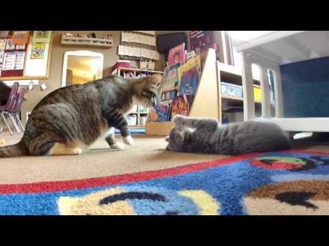 Cat Meets Kitten for the First Time