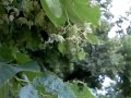 hommel stijgt op hommel stijgt op