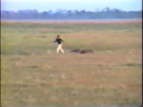 Animals of the llanos