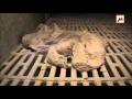 4 Minuten Schweinemastalltag in Fulda/Hessen, 2011
