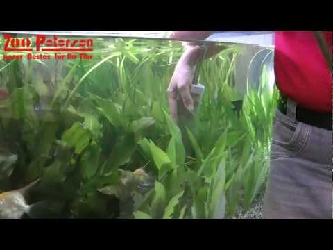 Der Tipp gegen Algen im Aquarium - Zoo Petersen in Schleswig