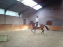 Achmea (v. Mermus R x Nimmerdor) voor het eerst los!!