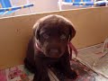 CACHORROS CARAMELLA DOLCE 29 DIAS