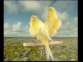 Naturaves - (Postura) Rizado del Norte.avi