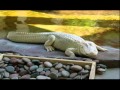 uma 未確認生物画像集