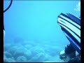 SCUBA Dive With ATC-2000 Action camera