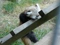 レッサーパンダの赤ちゃん　はしごを登る