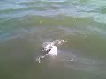 9 STRIPED BASS IN BENICIA 9 STRIPED BASS IN BENICIA