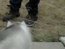 Puppies1