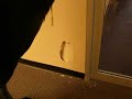 Exercise Ball Mayhem (Office Edition) -Part 2: The Aftermath