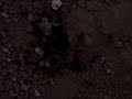 Camel Spider Vs Flesh Eating Ants