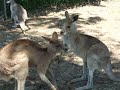 Kangaroo Foreplay