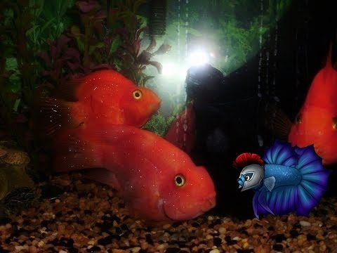 how to treat aquarium for ich