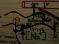 Proximal Convulated Tubule
