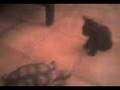 Chucky bebe montado en Piru.3gp - YouTube