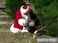 Here Comes Santa Claus: Holiday Tips from the North Pole : How to Choose the Perfect Christmas Tree Here Comes Santa Claus: Holiday Tips from the North Pole : How to Choose the Perfect Christmas Tree