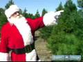 How to Choose the Perfect Christmas Tree: Tips from Santa