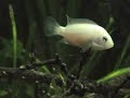 Riproduzione Cichlasoma Nigrofasciatum Albino Riproduzione Cichlasoma Nigrofasciatum Albino