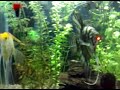 Aquario plantado com: Acará Bandeira, Rodóstomo, Tetra Neon, Pristella Gold e Coridora 