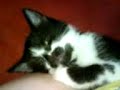 cute sleepy kitten