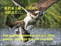 ??? Aphorisms C& E #1,2,3 (Mus: Hofstter\