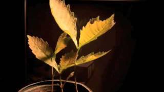 Time lapse stop motion bur oak tree growing by Arbor Aesthetics