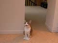 Le chat qui parle aux pigeons