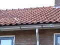 Housesparrow leaves nest