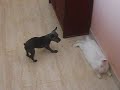 perro insistente vs conejo pasota