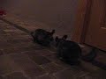 Chinchillas encabronadas Chinchillas encabronadas
