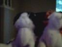 WEBKINZ AWESOME!!!!!!!!! WEBKINZ AWESOME!!!!!!!!!