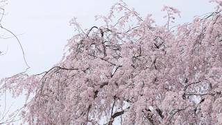 枝垂れ桜