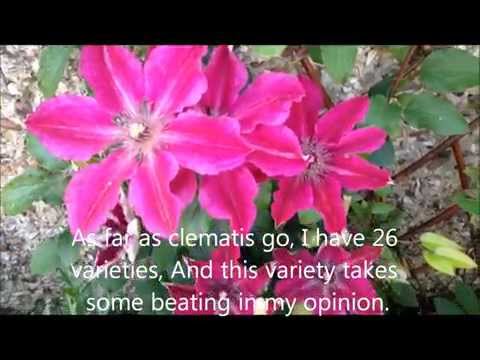 how to fertilize clematis