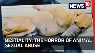 Bestiality  The Horror of Animal Sexual Abuse