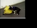 EL bulldog