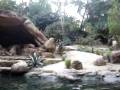 videos de Disneyland_Jungle Ride.wmv