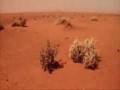 videos de Dunes, Camels, People and more Dunes: The Sahara Desert - Autechre - Eutow