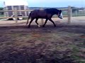 horses