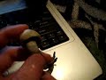 To celebrate getting un-banned from a 3 year ban (reduced to 30 days) from shroomery forums I found this Psilocybe cubensis. It has an odd shape, they can do that. ;) Learn how to Identify them properly! Here is my pictorial I made on Identifying The Psilocybe cubensis. Tips for Copes, Subbs, & Gyms: shroomery.org And for those who don't live in a place which provides them naturally figure out which ones grow in your area. www.shrose kind. shroomery.org ALWAYS get a positive ID on the mushroom before consuming for the beginners at the shroomery forums, shroomery.org/forums/postlist.php/Board/3 you can also message me here or on shroomery, my profile shroomery.org/forums/showprofile.php?User=161754
