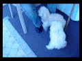 Two dogs chasing each other