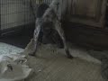 German Shorthaired Pointer Romps with Hoove and Chases Cat German Shorthaired Pointer Romps with Hoove and Chases Cat