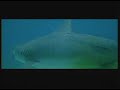 Zombie Vs Shark