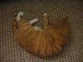 Catnip-Ginger