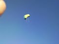 Cerf volant NI 31 (croissant : PW 1.2)