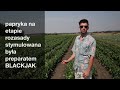 10 do 12 papryk z krzaka- poznaj program stymulujący uprawę.